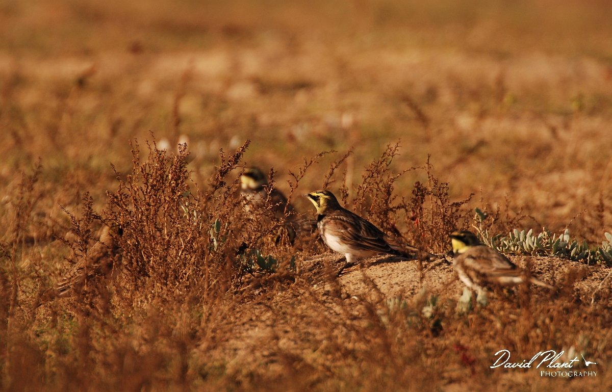 David Plant Photography - Wildlife Photographer - Shore lark group - G.jpg - Shore lark group - Norfolk